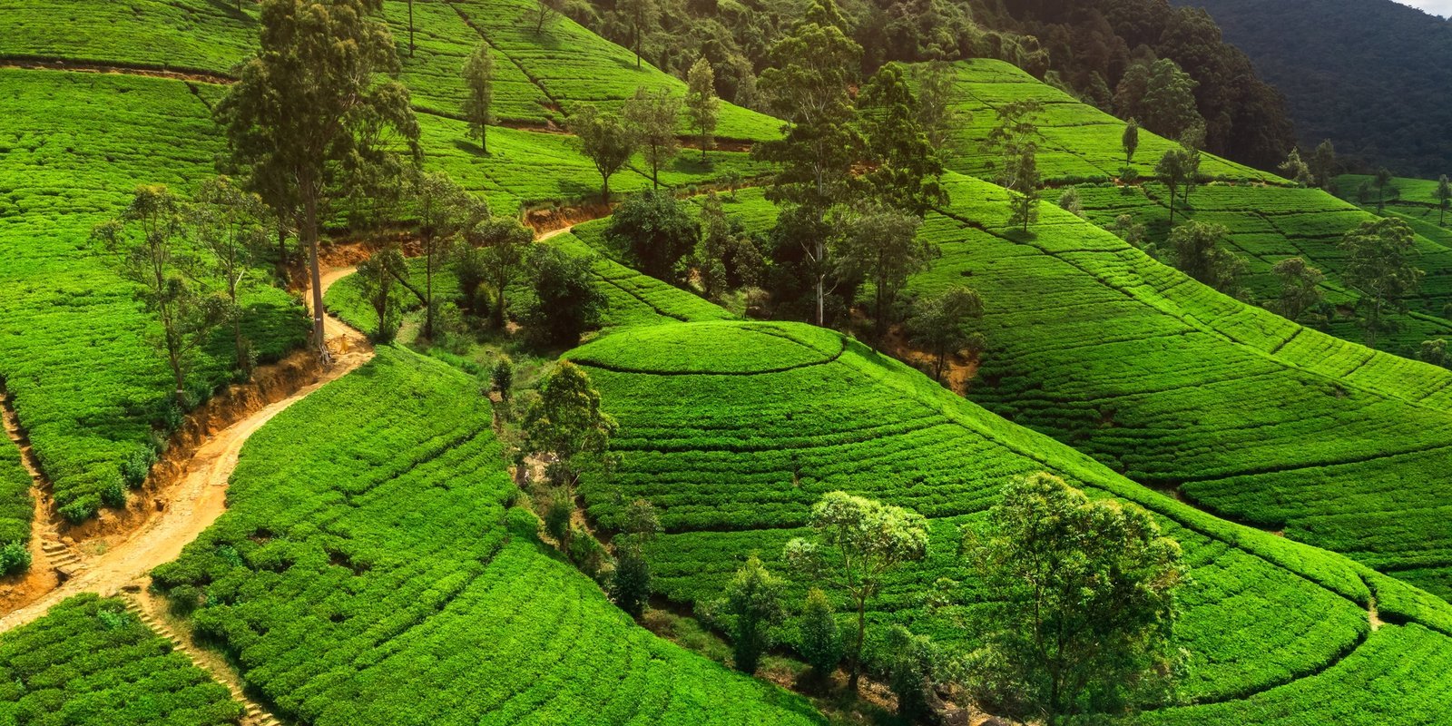 aerial-landscape-of-spring-tea-terraces-in-the-mountains-of-sri-lanka
