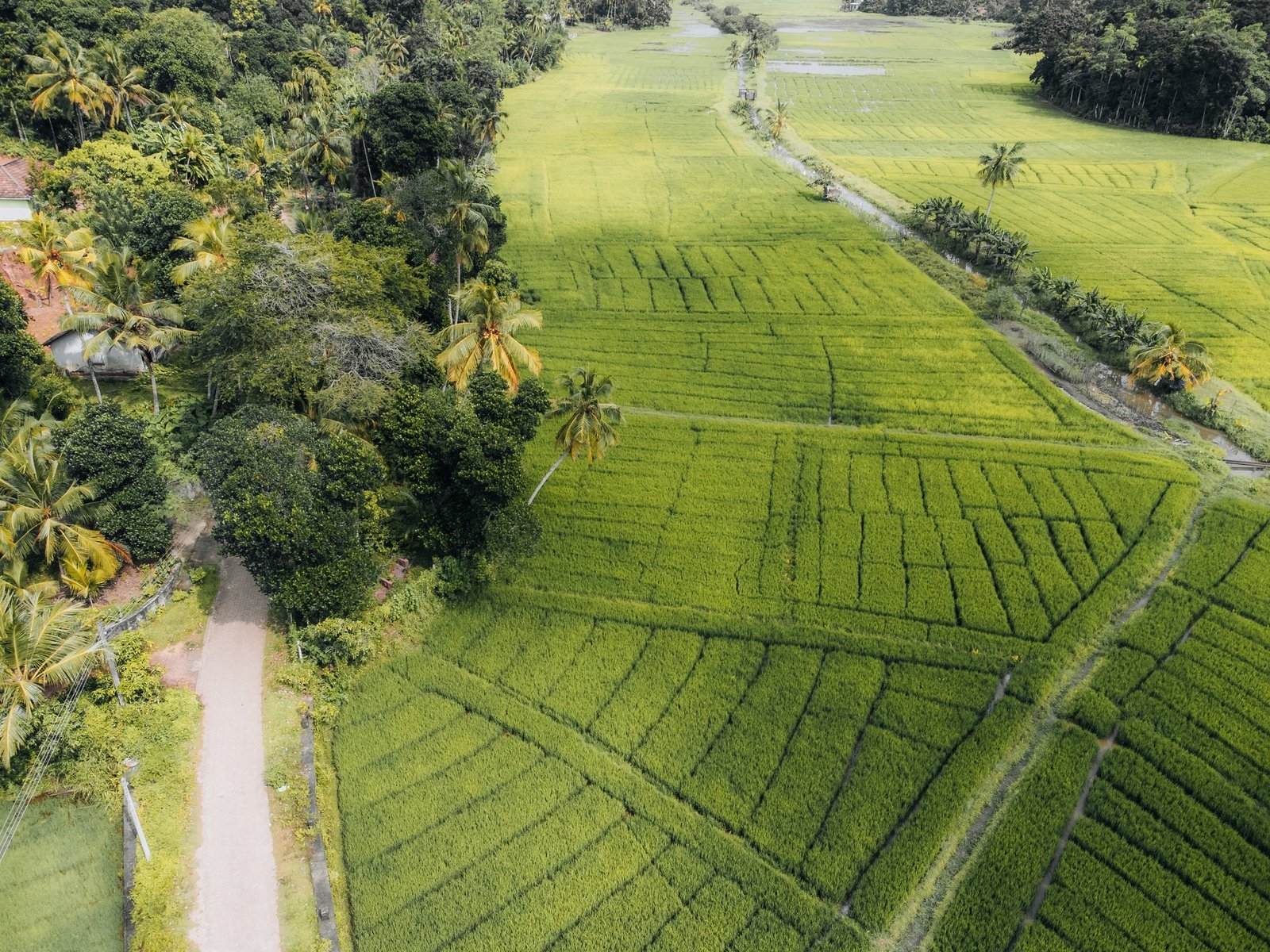 aerial-photo-of-green-rice-fields-in-the-countryside-of-sri-lanka