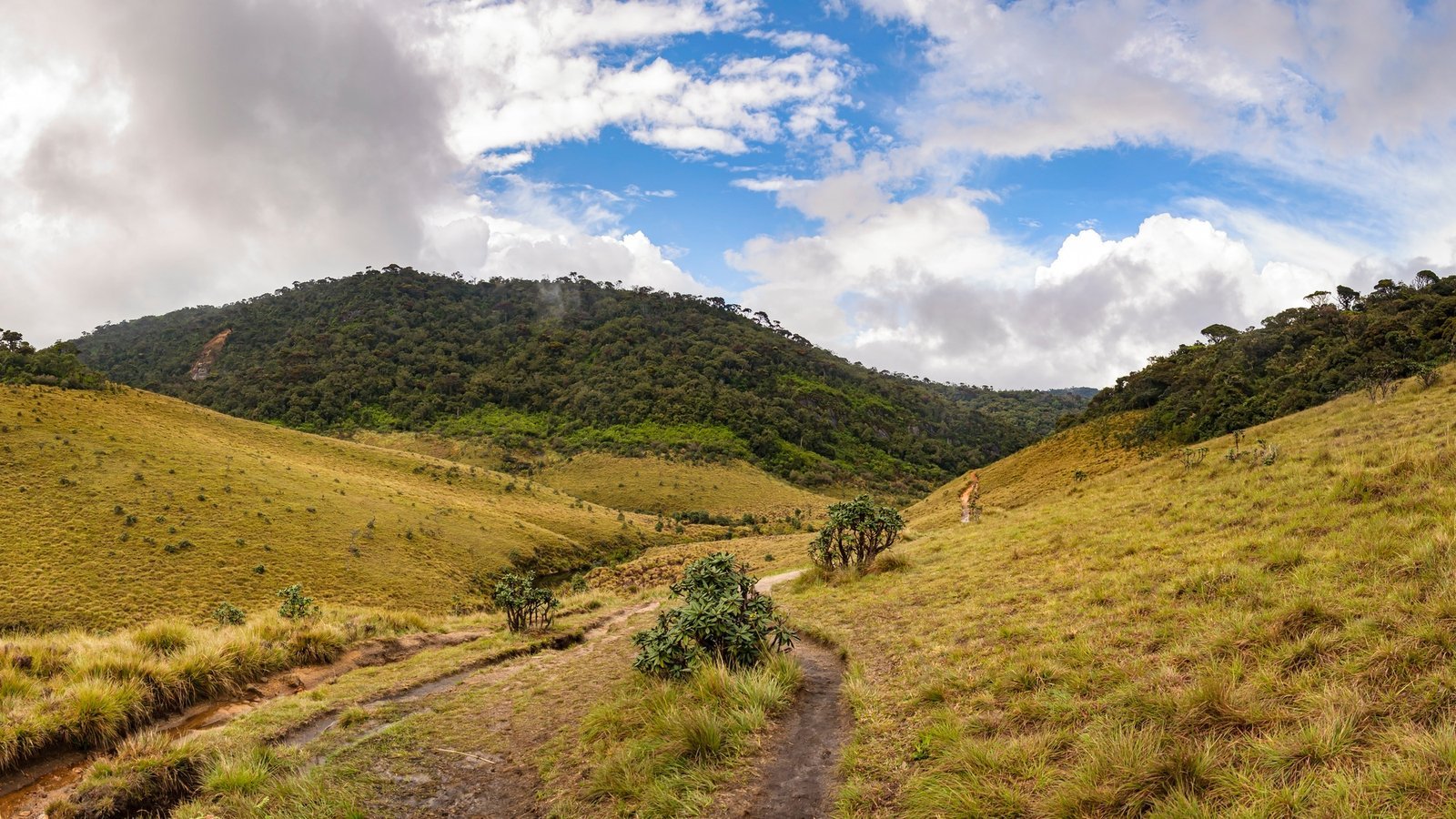 panoramic-view-of-horton-plains-in-sri-lanka