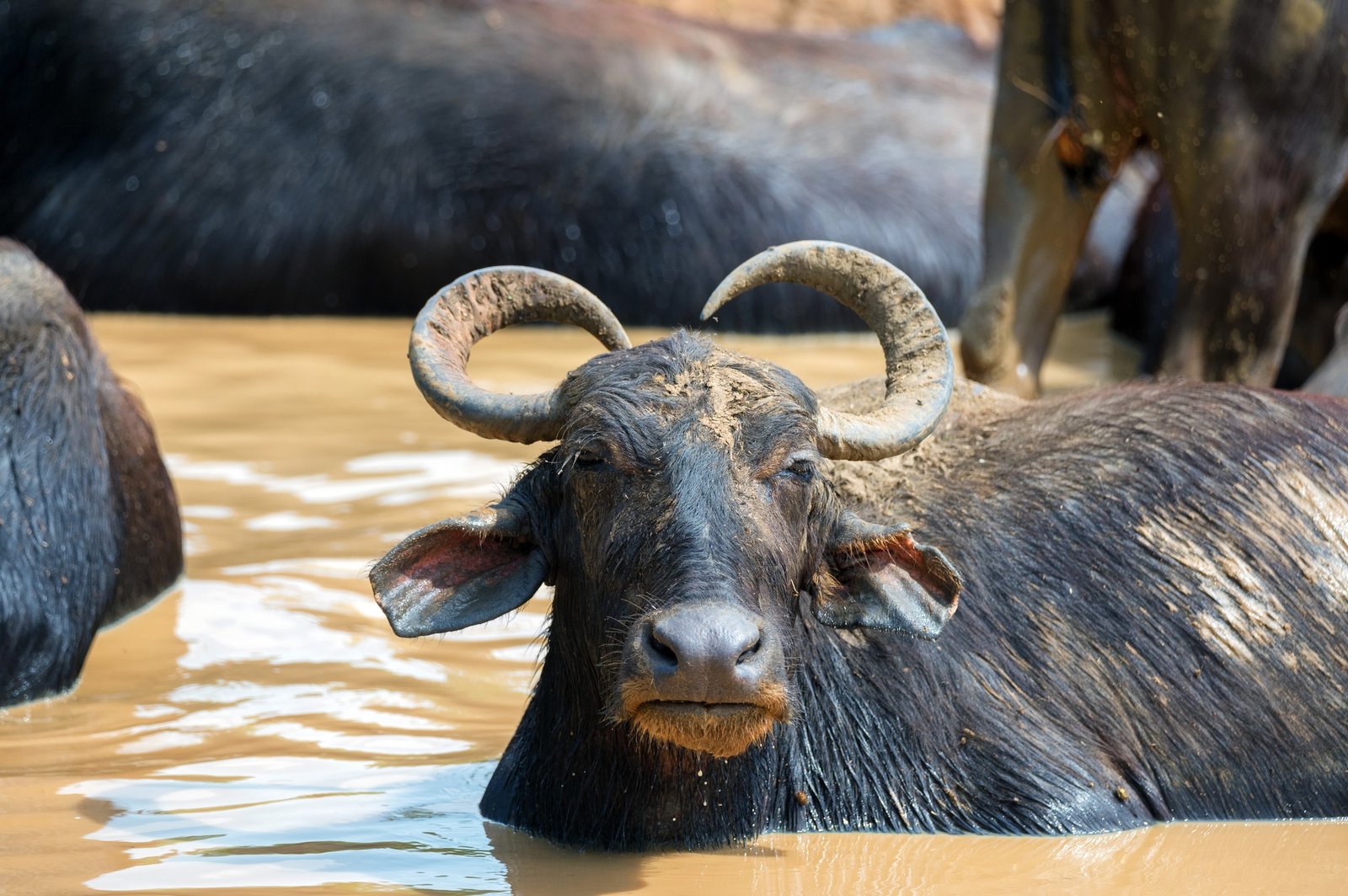 Asian water buffalo or Bubbalus bubbalis in mud