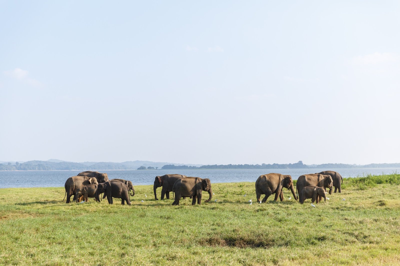 scenic view of wild elephants in natural habitat on field, sri lanka, minneriya