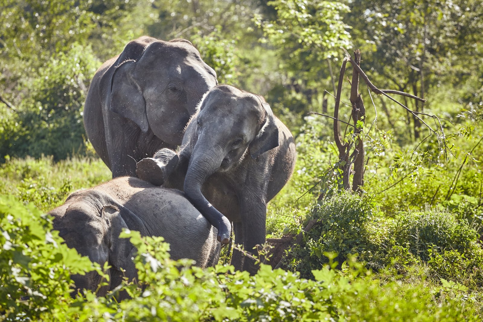 Wild elephants play in bush.